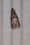 Acrobasis advenella