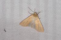 Mythimna pallens