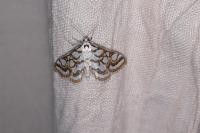 Nymphula nitidulata