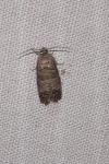 Cydia pomonella