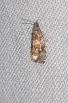 Celypha lacunana