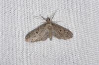Eupithecia virgaureata
