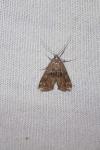 Cataclysta lemnata