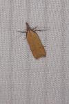 Dichomeris limosella