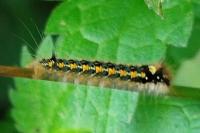 Euthrix potatoria