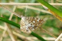 Elophila nymphaeata