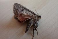 Amphipyra berbera svenssoni