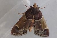 Pyralis farinalis