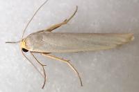Eilema caniola