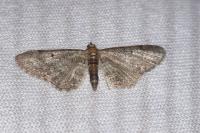 Eupithecia subfuscata