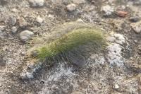 Acronicta leporina