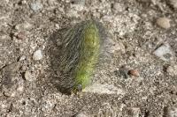 Acronicta leporina