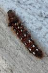 Acronicta rumicis