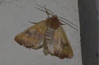 Atethmia centrago