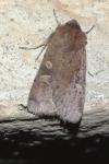 Xestia xanthographa