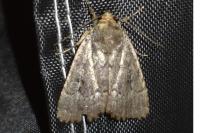 Amphipyra pyramidea