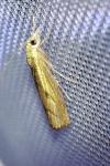 Agriphila geniculea