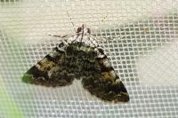 Idia calvaria