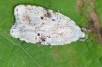 Agonopterix petasitis