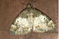 Dysstroma truncata