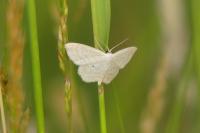 Scopula immutata