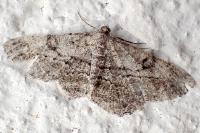 Peribatodes rhomboidaria rhomboidaria