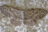 Idaea seriata