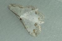 Scopula ornata