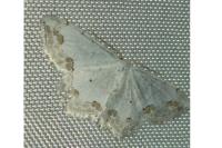 Scopula ornata