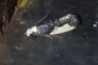 Monopis monachella
