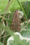 Nomophila noctuella
