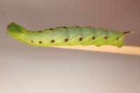 Smerinthus ocellatus ocellatus
