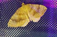 Camptogramma bilineata
