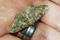 Peribatodes rhomboidaria rhomboidaria