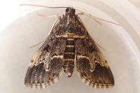 Duponchelia fovealis