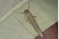 Eilema caniola