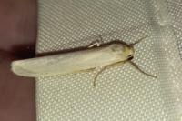 Eilema caniola