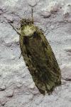 Depressaria
