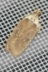Agonopterix cnicella