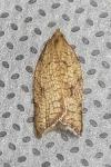 Acleris rhombana