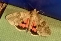 Catocala nupta