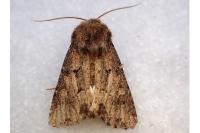 Luperina testacea