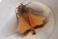 Noctua pronuba