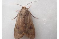 Noctua pronuba