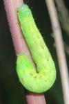 Lacanobia contigua