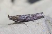 Selagia spadicella