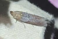 Selagia spadicella