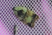 Acleris variegana