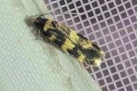 Oegoconia