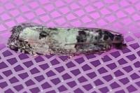 Notocelia incarnatana